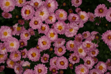 Chrysanthemum 'Ruby Mound' RCP10-06 023.jpg